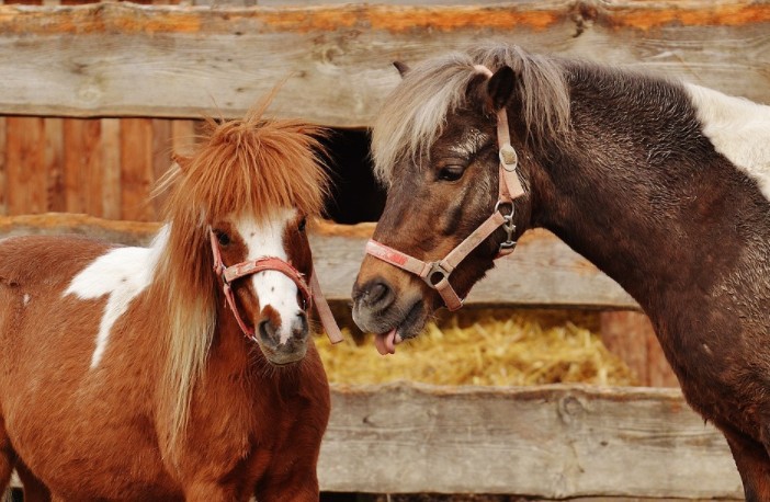 the best ideas to take care of Rescue horses